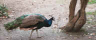 peacock_crop_1.jpg (87585 bytes)